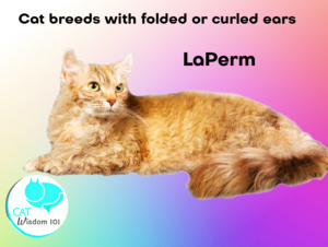 LaPerm cat breed