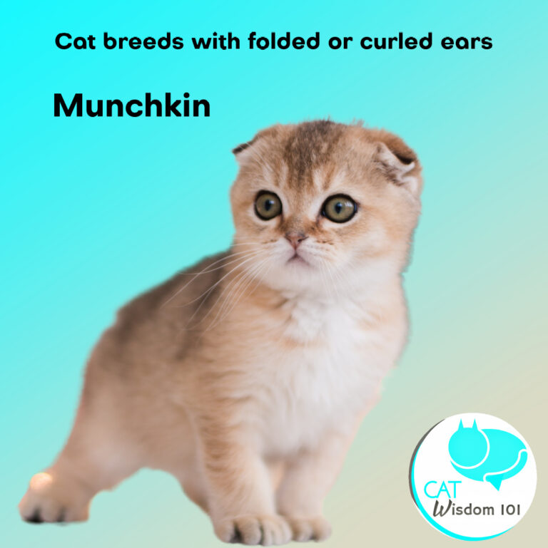 Unusual Cat Breeds With Folded Or Curled Ears Cat Wisdom 101 🐱