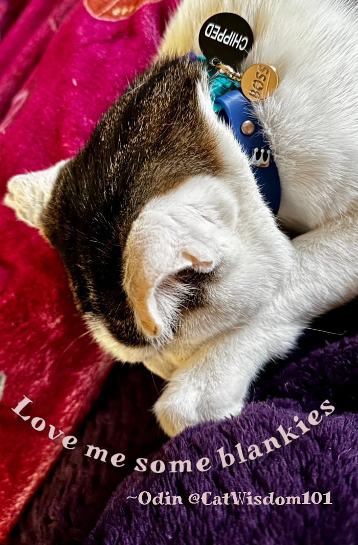 cozy blankies valentine's day with your cat