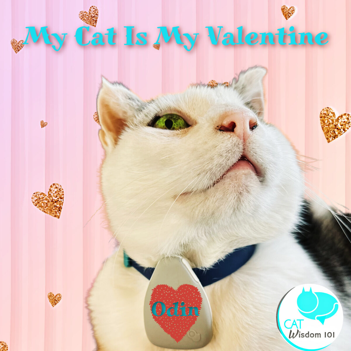 odin my cat is my valentine