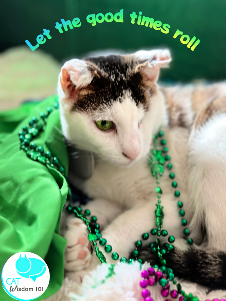 let the good times roll-mardi gras cats