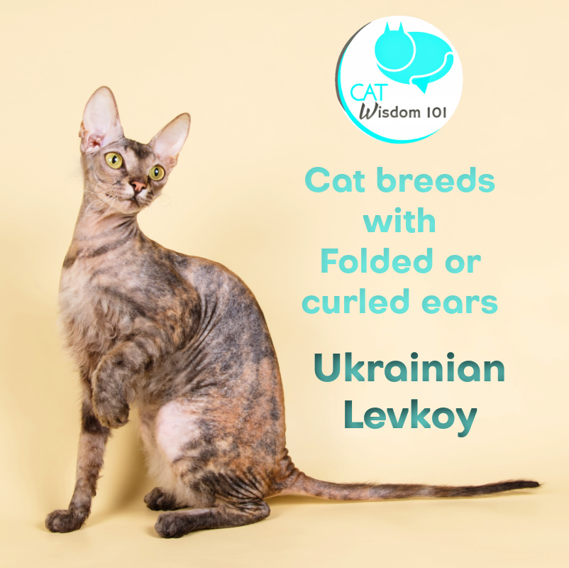 ukrainian Levkoy cat breed