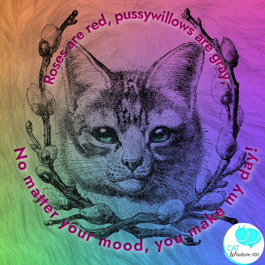pussywillow Valentine cat poem