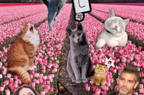 April cat holidays collage