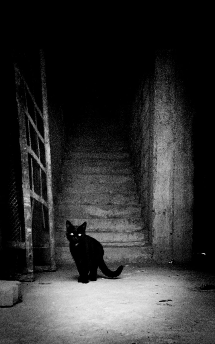 black cat in Armenia by Kim Barsegyan