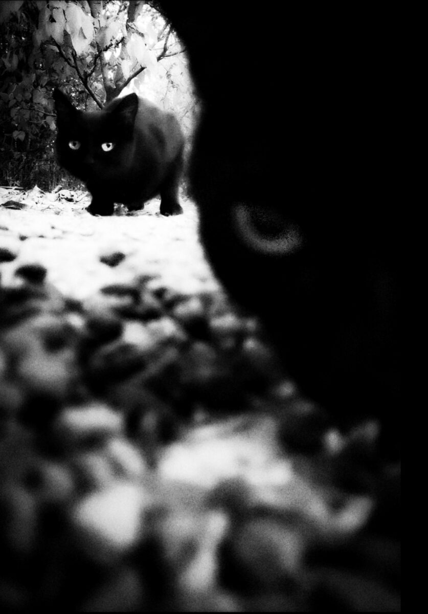 black cats in Armenia-Kim Barsegyan