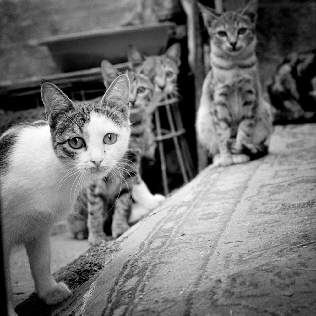 feral kittens armenia-Kim Barsegyan