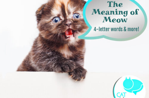 meaning of meow