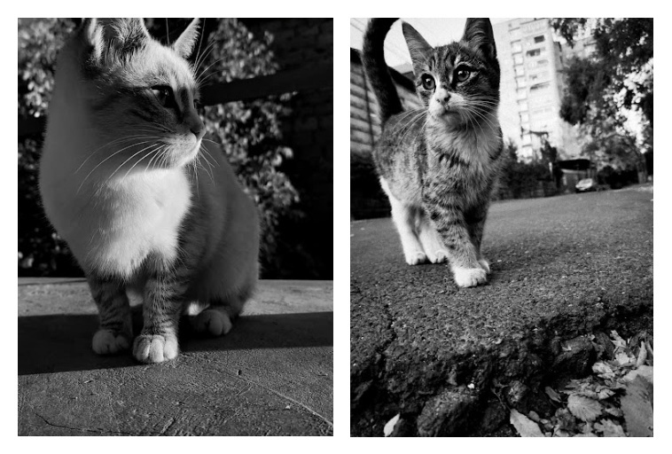 Munchkins-street cats of Armenia-Kim Barsegyan