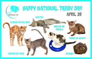 national tabby day