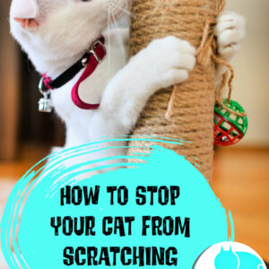 stop cats from scratching furniture