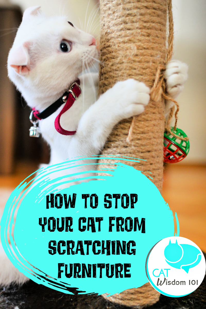 stop cats from scratching furniture