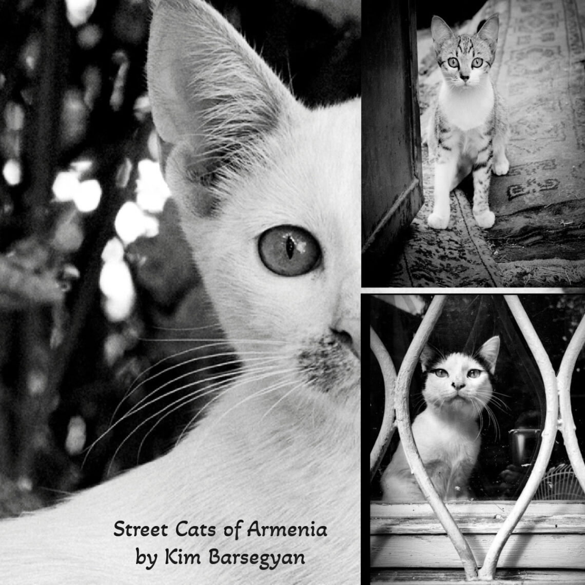 street cats of armenia by Kim Barsegyan