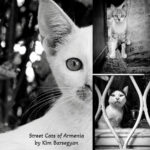 street cats of armenia by Kim Barsegyan