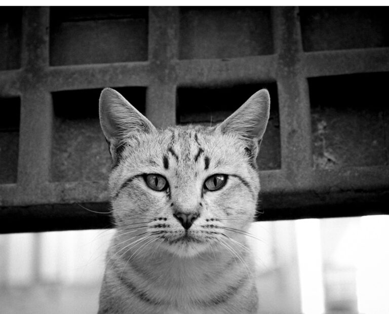 Street Cats of Armenia: Photography by Kim Barsegyan