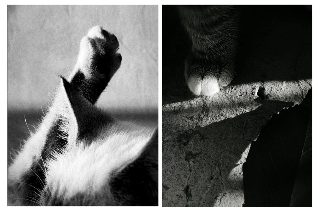 talk to the paw-street cats of Armenia-Kim Barsegyan