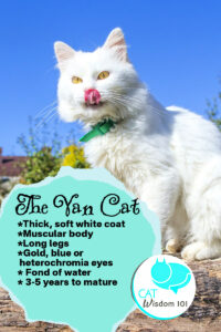 van cat characteristics