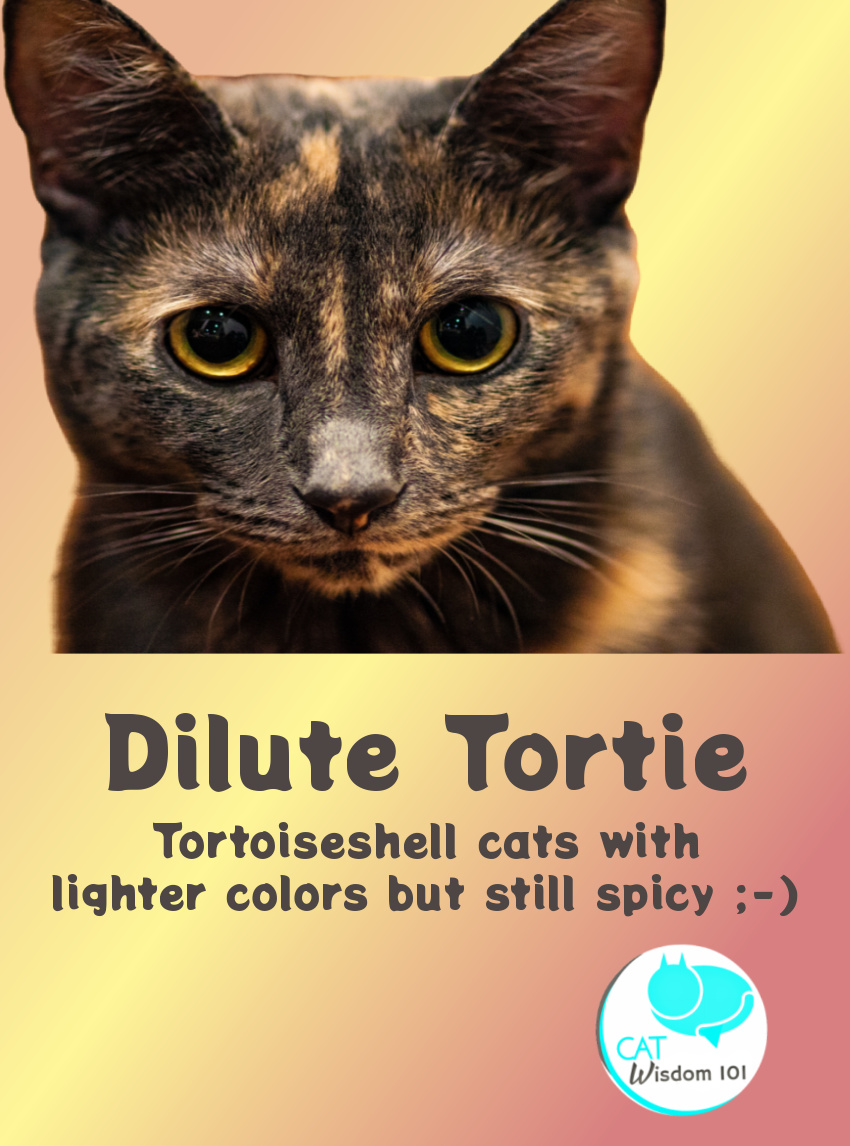 Dilute tortie