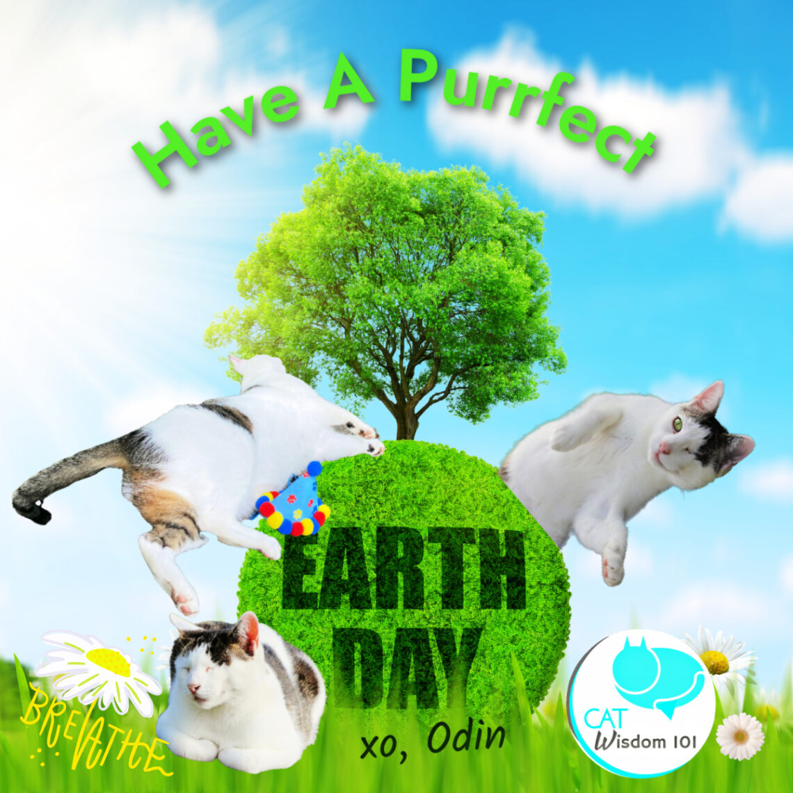 Eco-friendly Earth Day Magic For Cat Lovers | Cat Wisdom 101