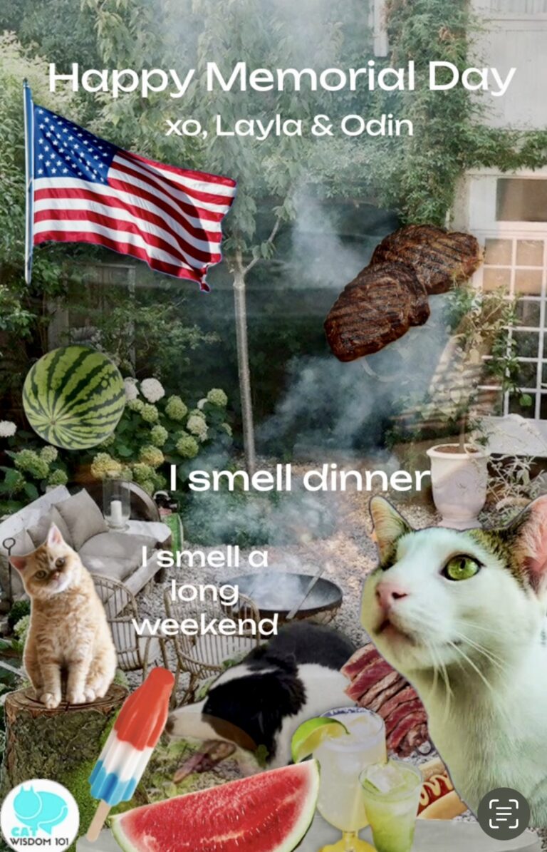 🐱Cat’s Meow of Memorial Day | Cat Wisdom 101