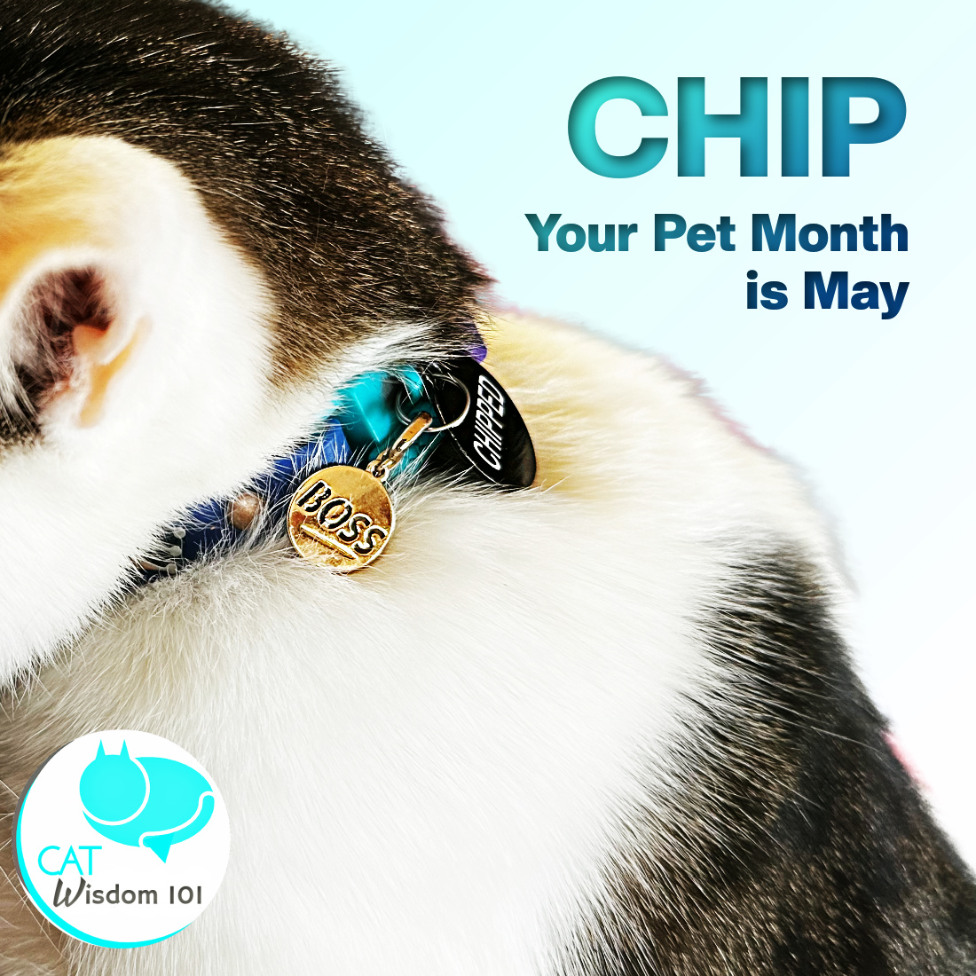 May Is Chip Your Pet Month: Why Is Saves Cat Lives