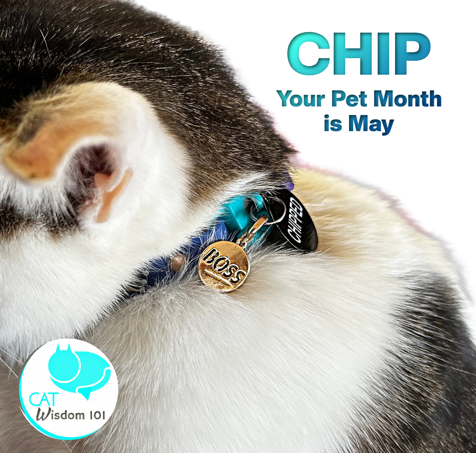 May Is Chip Your Pet Month Why It Saves Cat Lives