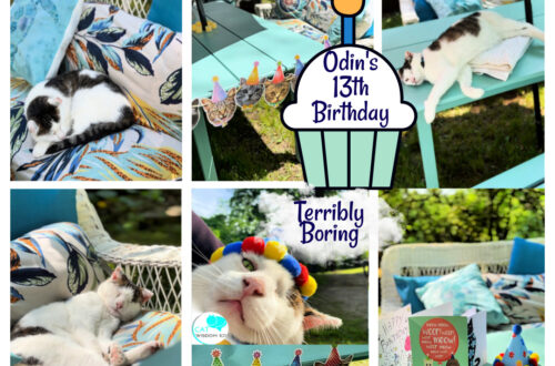 odin's 13th cat birthday