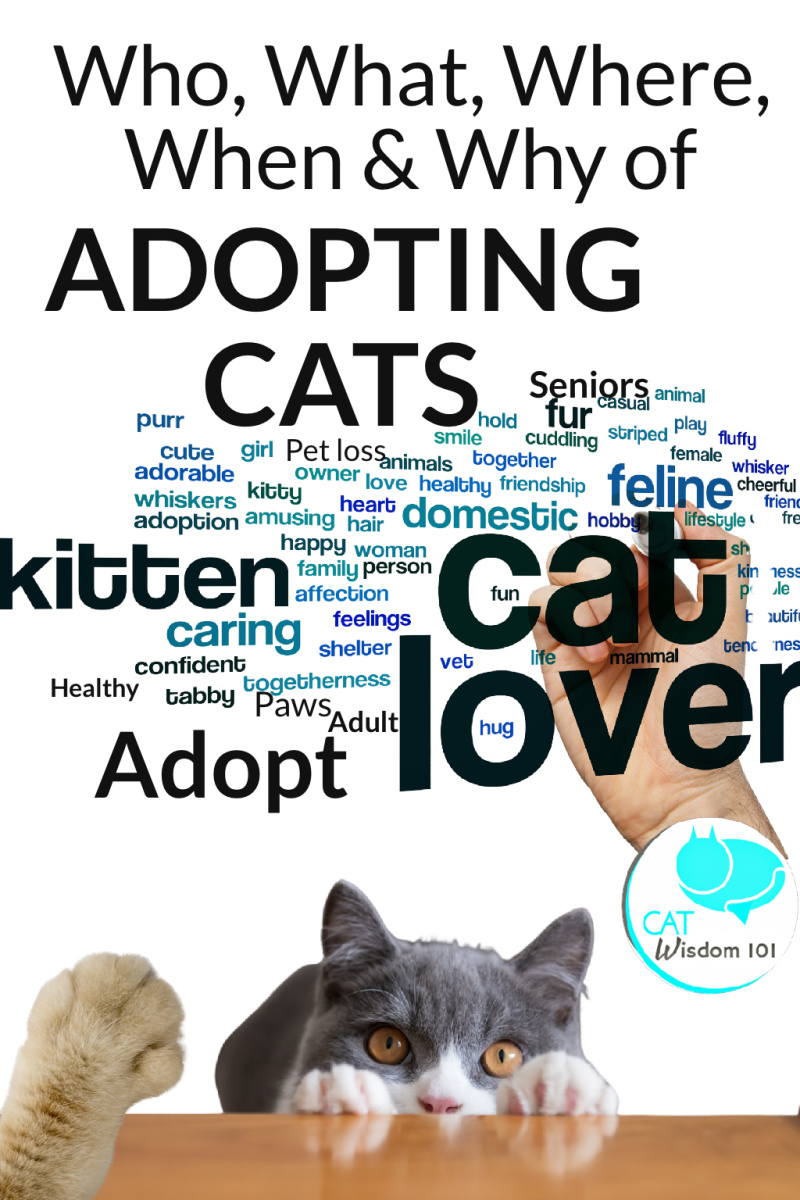 cat adoption graphic