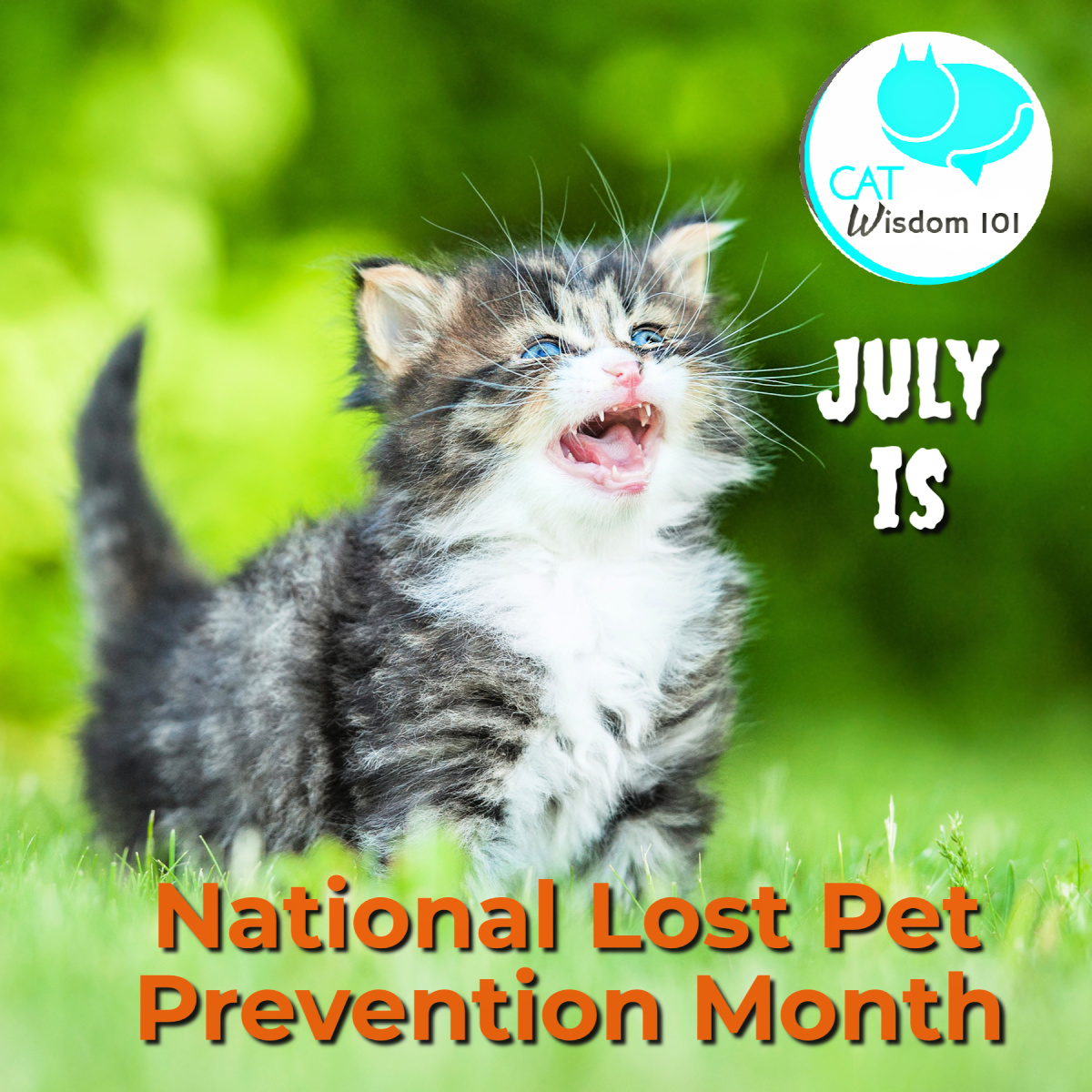 National Lost Pet Prevention Month: Safeguarding Your Feline Friend 