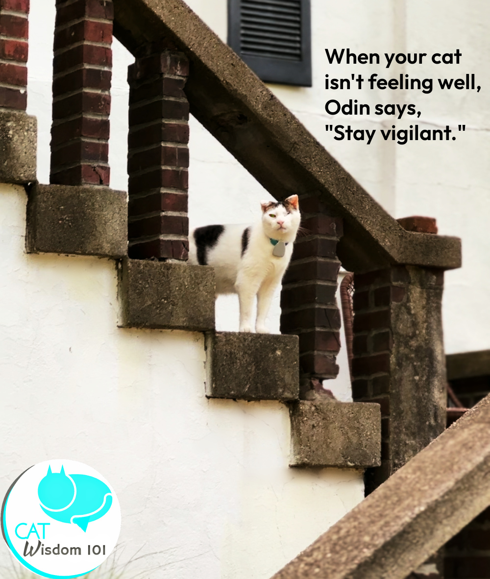 odin the cat wisdom quote