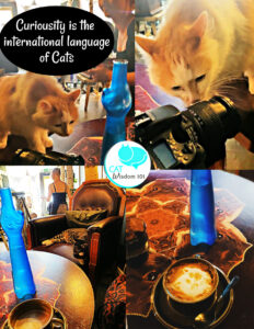 cat cafe finland