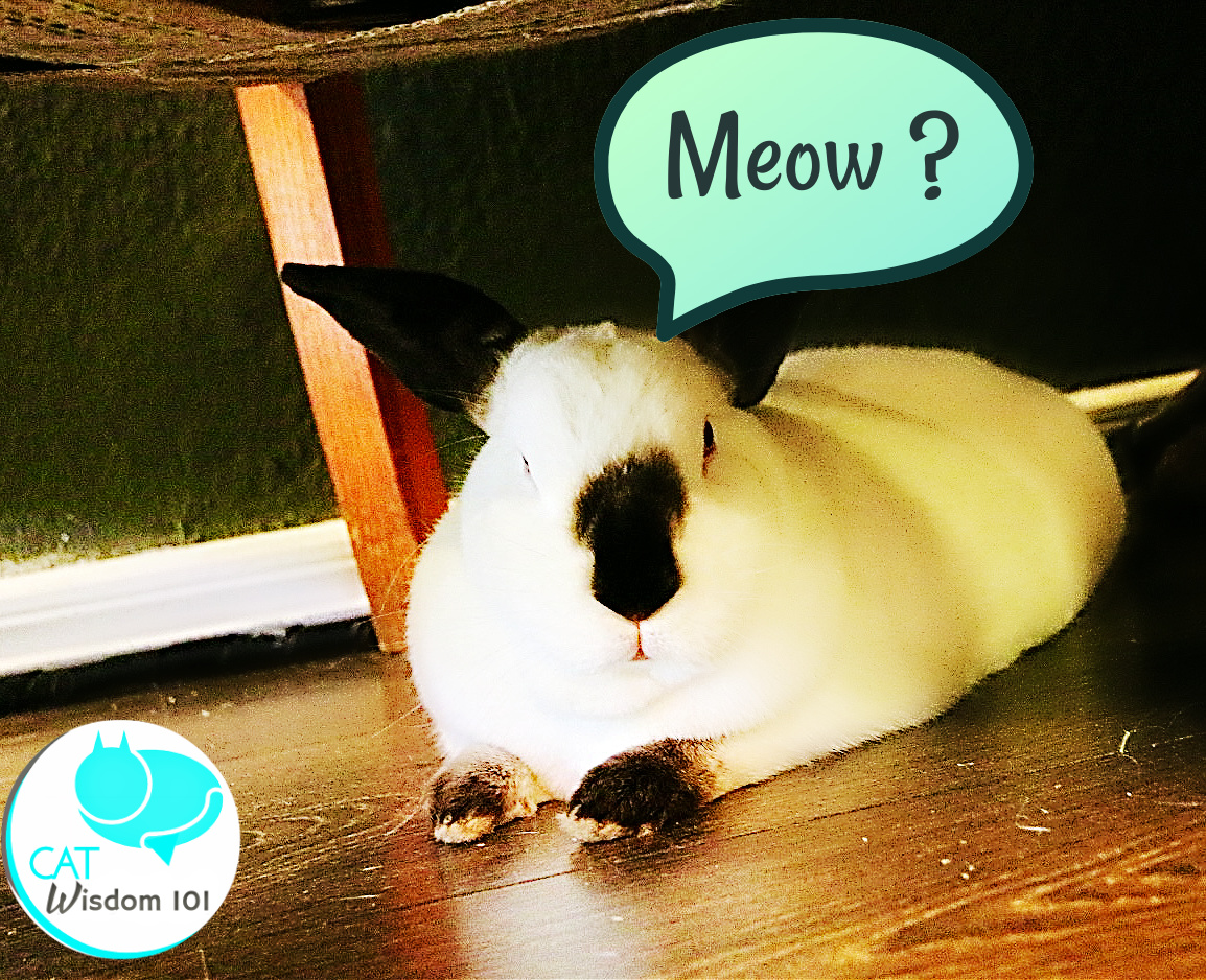 bunny rabbit in cat cafe finland