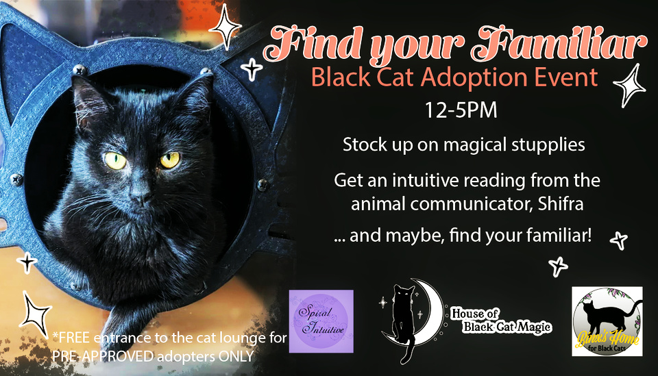 black cat adoption