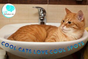 hot weather cat care -cool-hydration