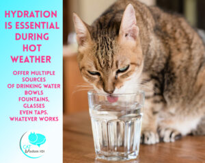 hot weather cat care -hydration