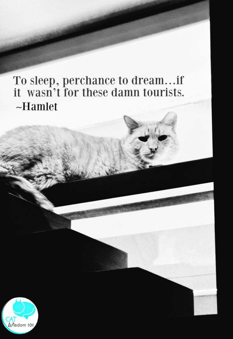 algonquin hotel cats-hamlet cat quotes