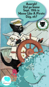 polydactyl pirate cat