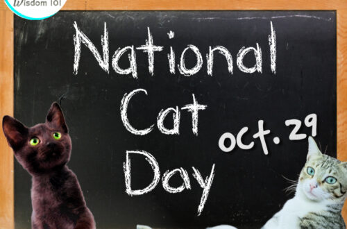 9 quirky ways to celebrate National Cat Day