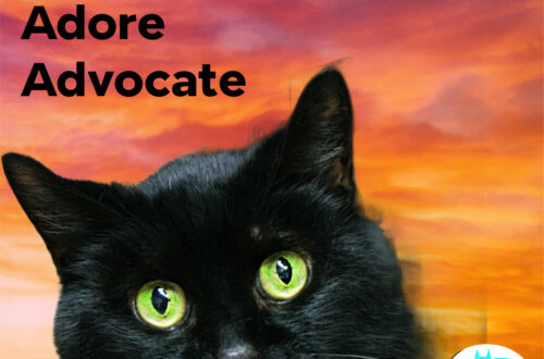 adopt.adore.advocate