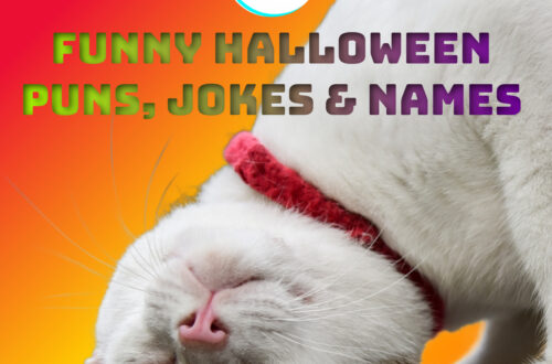 funny halloween cat puns jokes & names