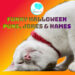 funny halloween cat puns jokes & names