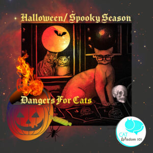 new spooky season halloween dangers for cats
