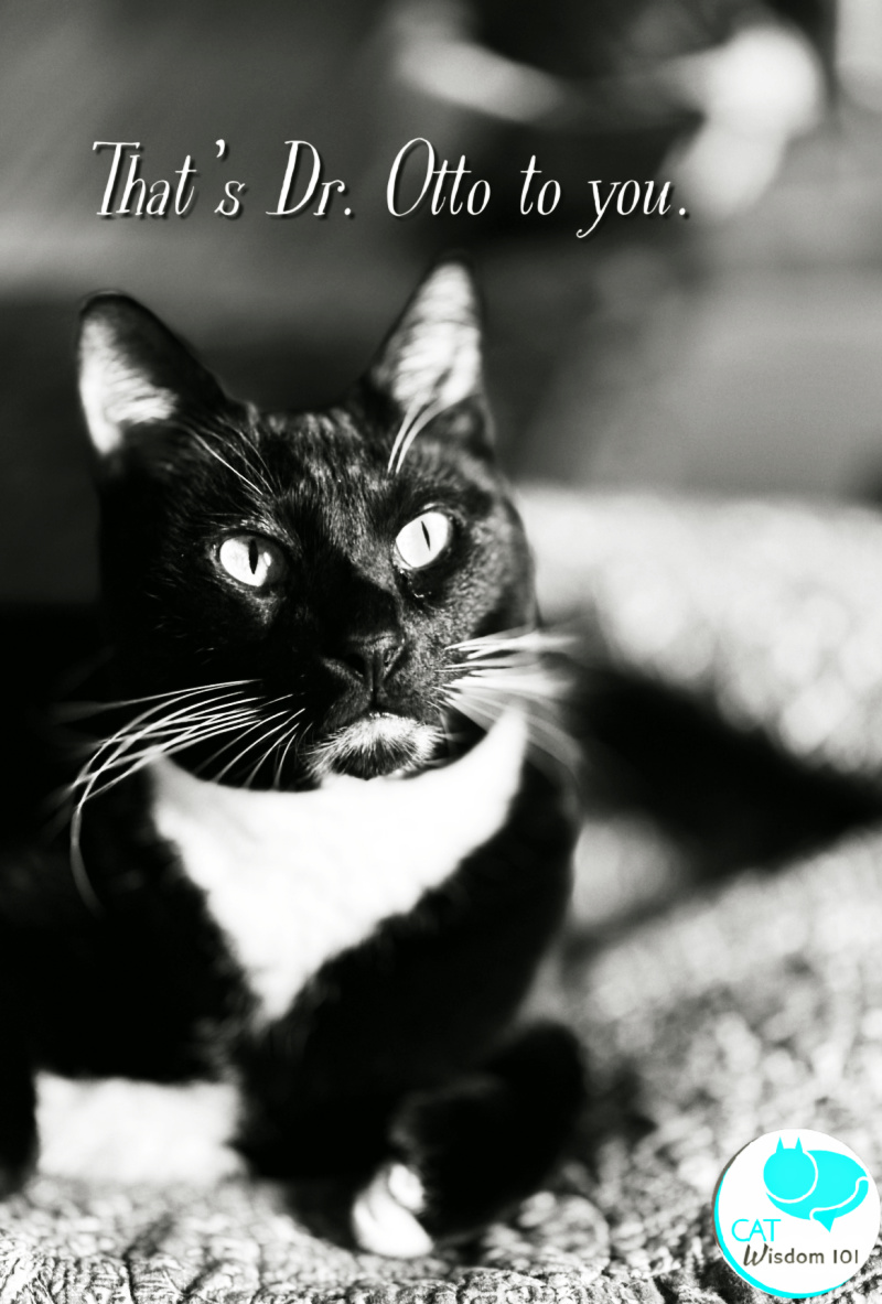 National Tuxedo Cat Day Celebration Cat Wisdom 101