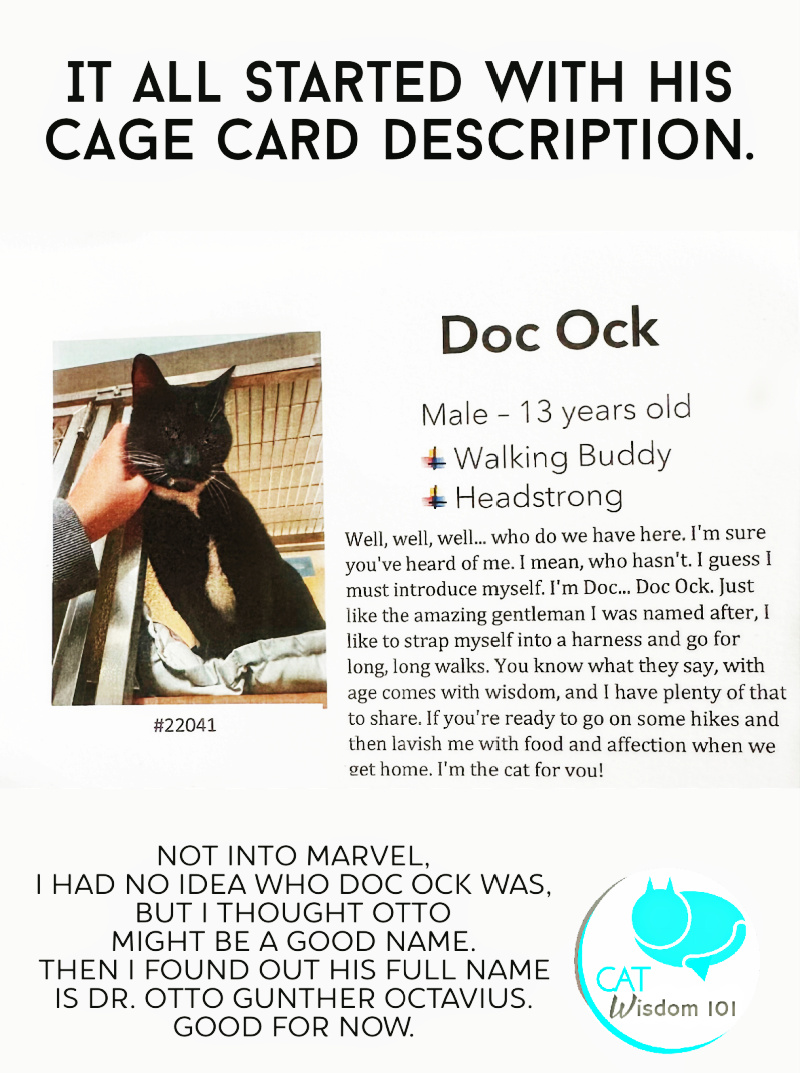 cat adoption cage card