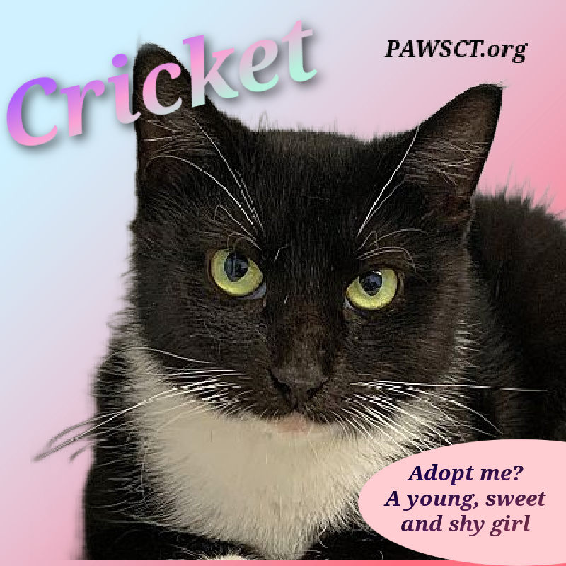cricket-tuxedo cat adoption