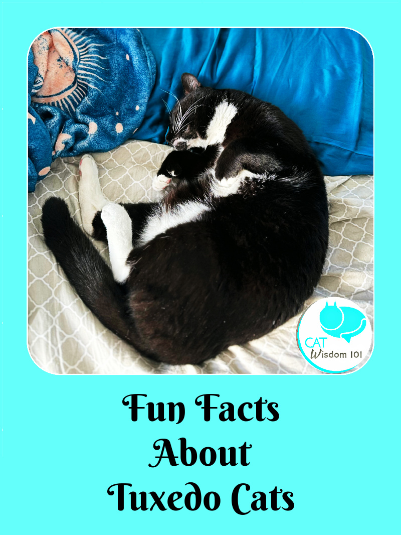 Tuxie tuxedo cat fun facts