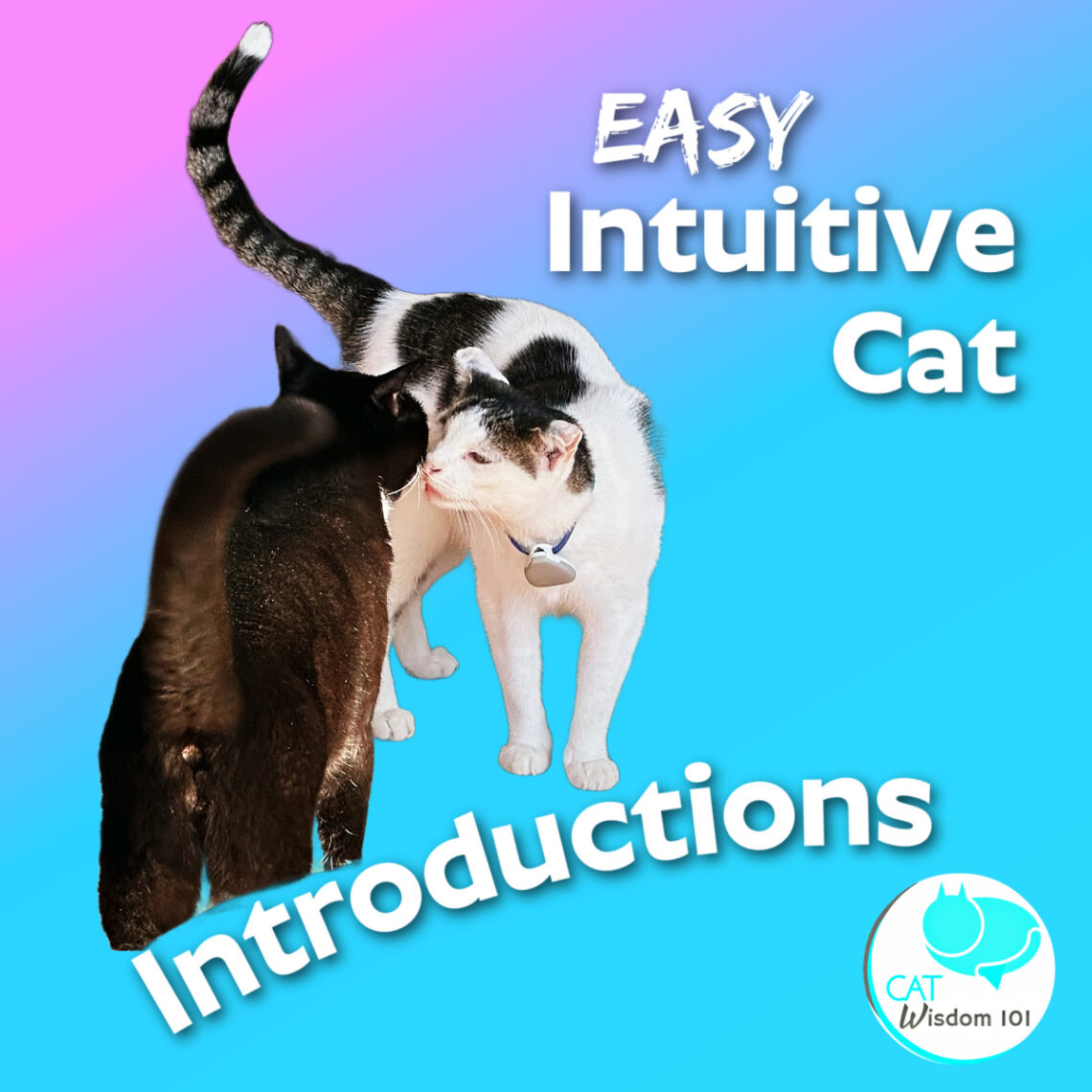 Layla Morgan Wilde New Cat Introductions: Intuitive and Practical Guide