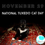national tuxedo cat day