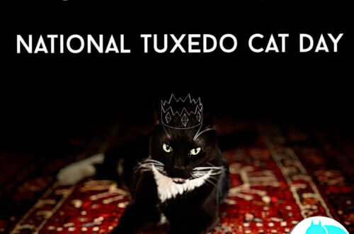 national tuxedo cat day