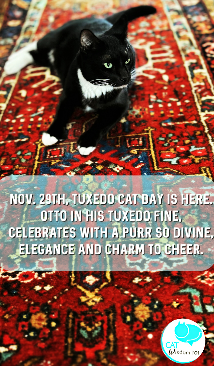 National Tuxedo Cat Day 2024: How & When Is It Celebrated? - Catster